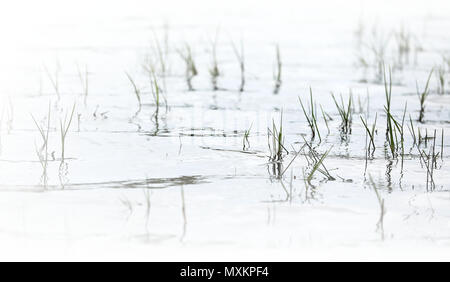 simple washed out, elegant design of wetland grasses reflecting in the inky rippled water of a lake in flood. beautiful calming peaceful shot perfect  Stock Photo