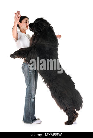 newfoundland dog and woman in front of white background Stock Photo