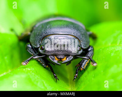 Dark Beetle Insect on Green Leaf Background Stock Photo