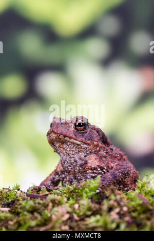 Common toad in spring in mid Wales Stock Photo - Alamy