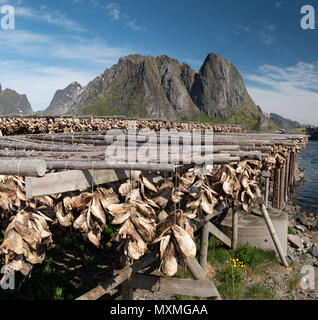 Traditional fish drying in the Lofoten Islands, Norway. Stock Photo