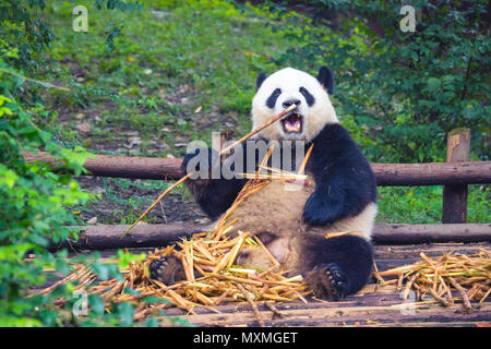 Giant Panda eating bamboo lying down on wood in Chengdu during day , Sichuan Province, China Stock Photo