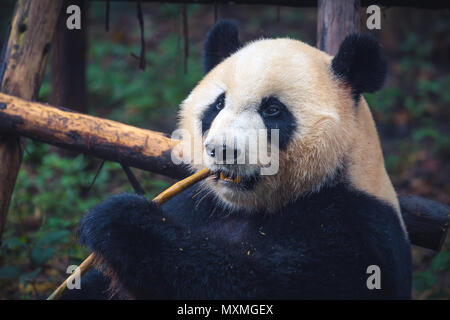 One adult giant panda eating a bamboo stick in close up portrait during day Stock Photo