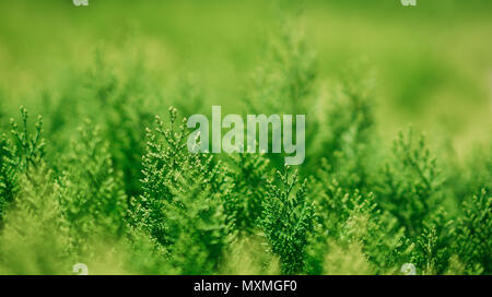 Background of Christmas tree branches.Closeup green nature . Stock Photo