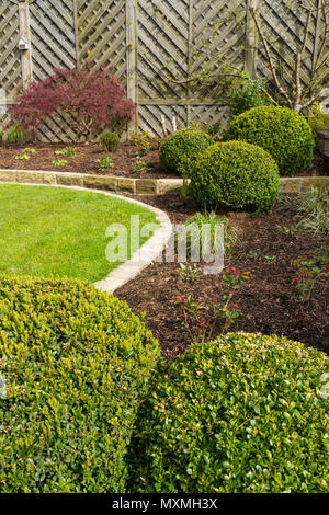 Corner of beautiful, landscaped, private garden with contemporary design, border plants, shrubs, box balls, acer & neat lawn - Yorkshire, England, UK. Stock Photo