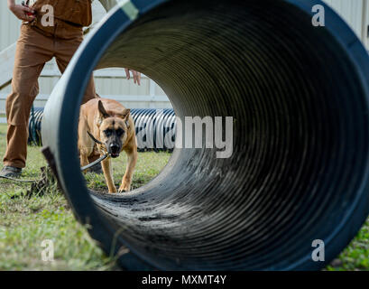 Vanda, a military working dog trainee assigned to the 341st Training Squadron, prepares to crawl through a tunnel during a obedience training course at Joint Base San Antonio-Lackland, Nov. 17, 2016. Throughout the 120 day course, the MWD trainees are tested and certified by their handlers on how they respond to commands, successfully complete tasks, timeliness of completing the task and the effort given. (U.S. Air Force photo by Senior Airman Keith James) Stock Photo