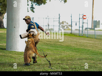 Vanda, a military working dog trainee assigned to the 341st Training Squadron chases down and bites a military working dog handler during the bite drills portion of training on Joint Base San Antonio-Lackland, Nov. 17, 2016. The 120 day course trains and prepares the dogs on various skills to become certified such as apprehension, narcotics search, bomb search and deterrence. (U.S. Air Force photo by Senior Airman Keith James) Stock Photo