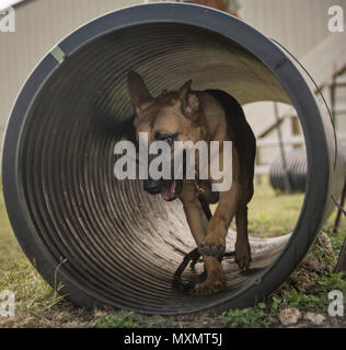 Vanda, a military working dog(MWD) trainee assigned to the 341st Training Squadron, runs through a tunnel during obedience training on Nov. 17, 2016, at Joint Base San Antonio-Lackland. The course is designed to improve agility, reaction time and stamina in the military working dogs as part of their training. (U.S. Air Force photo by Airman 1st Class James R. Crow/Released) Stock Photo