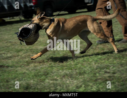 Vanda, a military working dog(MWD) trainee assigned to the 341st Training Squadron, retrieves a bite suit arm on Nov. 17, 2016, at Joint Base San Antonio-Lackland. MWD undergo a 120 day training course to prepare them for various roles with the military and federal agencies. (U.S. Air Force photo by Airman 1st Class James R. Crow/Released) Stock Photo