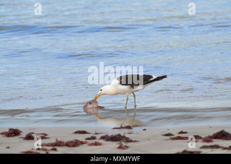 Kelp Gull feeding on Red Mullet head Stock Photo