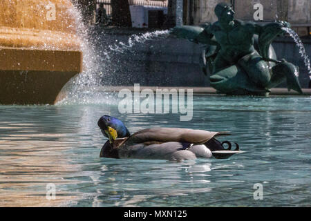 A pair of ducks take a cooling swim around the fountains in Trafalgar Square during the Bank Holiday heatwave.  Featuring: Atmosphere, View Where: London, England, United Kingdom When: 04 May 2018 Credit: Wheatley/WENN Stock Photo