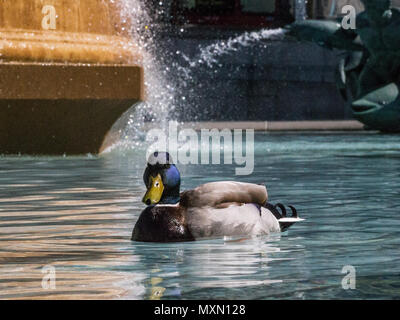 A pair of ducks take a cooling swim around the fountains in Trafalgar Square during the Bank Holiday heatwave.  Featuring: Atmosphere, View Where: London, England, United Kingdom When: 04 May 2018 Credit: Wheatley/WENN Stock Photo