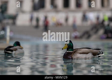 A pair of ducks take a cooling swim around the fountains in Trafalgar Square during the Bank Holiday heatwave.  Featuring: Atmosphere, View Where: London, England, United Kingdom When: 04 May 2018 Credit: Wheatley/WENN Stock Photo