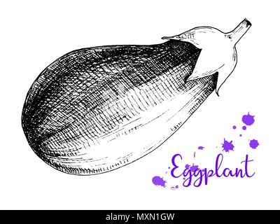 Sketch eggplant isolation on a white background. Vector Stock Vector