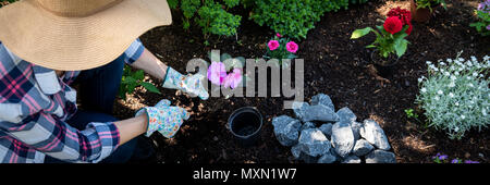 Beautiful female gardener holding a flowering plant ready to be planted in her garden. Gardening concept. Web banner. Landscape gardening business. Stock Photo