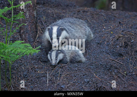 Adult Badger and cub  in the Forest of Dean Stock Photo