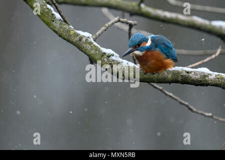 Eurasian Kingfisher ( Alcedo atthis ), male in winter, falling snow, perched in a tree above water, hunting, watching for prey, wildlife, Europe. Stock Photo
