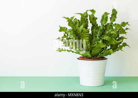 houseplant Asplenium nidus in white flowerpot Stock Photo