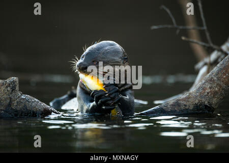 A Giant Otter (Pteronura brasiliensis) eating a pike-cichlid fish Stock Photo