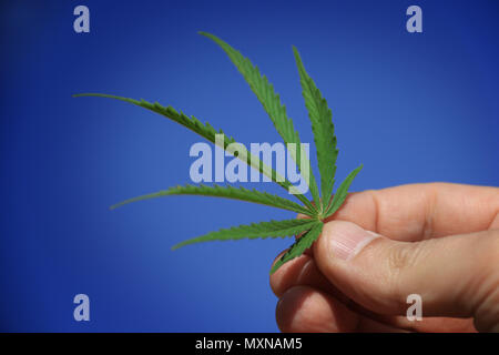 A man holding a Cannabis Sativa leaf against the sky. Stock Photo