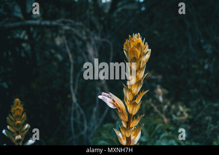 acanthus mollis flower in nature Stock Photo