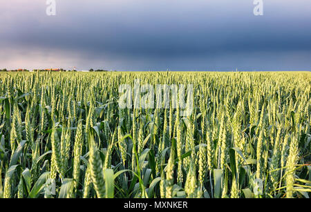 Wheat field with storm - Agriculture Stock Photo