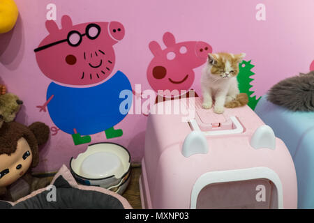 Cat petting shop,with,pigs,on,Dongzhimen Inner Street,Dongzhimen,Beijing,Peking,China,Peoples Republic of China,PRC,Chinese,capital,city,Asia,Asian, Stock Photo