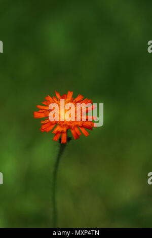 bright orange wildflower, pilosella aurantiaca, fox-and-cubs, orange hawk bit, devil's paintbrush, grim-the-collier against green bokeh background Stock Photo
