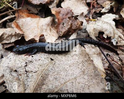 Single female of northern crested newt (Triturus cristatus) on the old autumn leaves Stock Photo