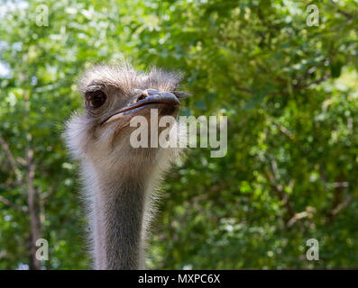 head of an adult ostrich Stock Photo