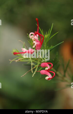 Red flowers of Grevillea rosmarinifolia Stock Photo