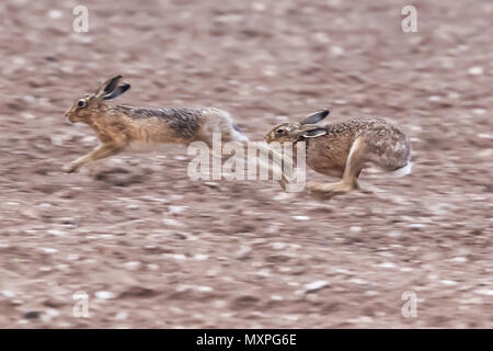 Running brown hares across a dirt field in Norfolk during mating season. Wild animals caught at speed during a chase Stock Photo
