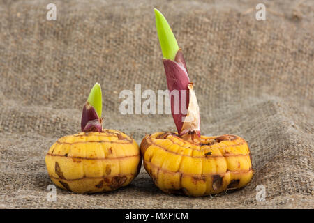 two yellow bulbs of gladiolus on burlap background Stock Photo