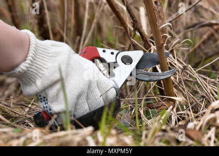 hand in glove pruning raspberry with secateurs in the garden Stock Photo