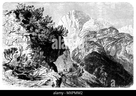 Pine, Scots pine <Pinus mugo> Mountain pine, Legfoil, Olof Winkler  1888