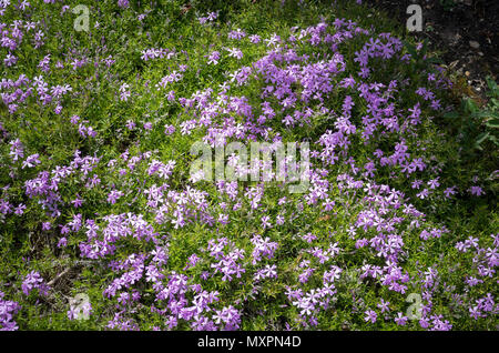 Phlox subulata Brightness flowering alpine plant in late Spring in UK Stock Photo