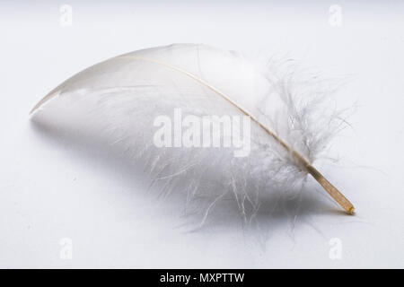 Goose feather on white table macro shot Stock Photo