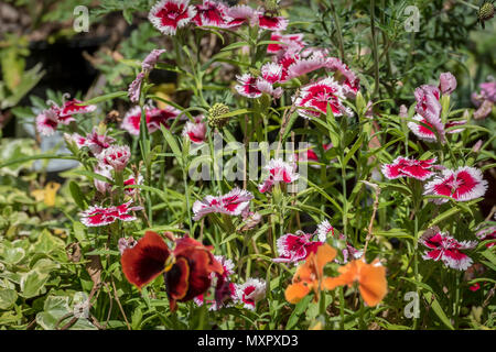 Pinks flowers Stock Photo