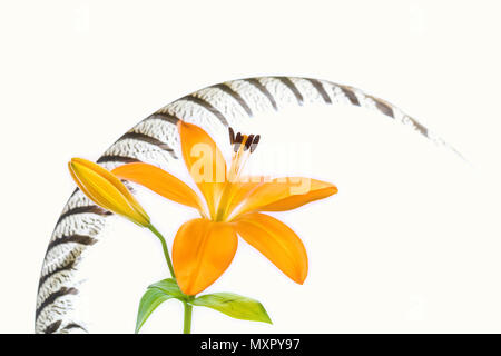 Lily and feather against a white background Stock Photo