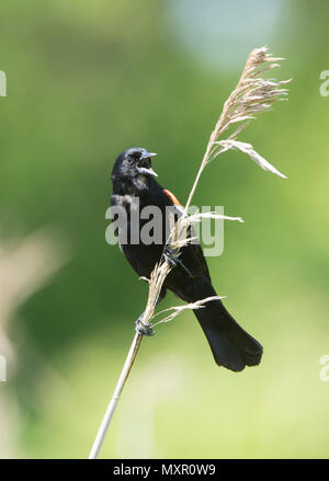 A male Red Winged blackbird (Agelaius phoeniceus) in a Cape Cod pond, Massachusetts, USA Stock Photo