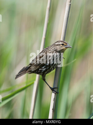 A female Red Winged blackbird (Agelaius phoeniceus) in a Cape Cod pond, Massachusetts, USA Stock Photo