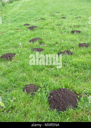 Mole Hills in grass A molehill (or mole-hill, mole mound) is a conical mound of loose soil raised by small burrowing mammals, Stock Photo