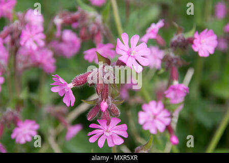 Silene dioica (syn. Melandrium rubrum), known as red campion and red catchfly,is a herbaceous flowering plant Stock Photo