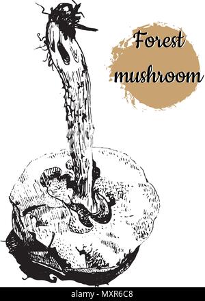 Hand drawn ink pen vintage engraving style black and white vector illustration of forest mushroom with slug isolated on a white background. Stock Vector