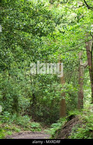 Scenes from the woodland at Hawksmoor Wood, Cheadle, Staffordshire, UK in early June 2018 Stock Photo