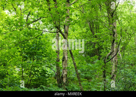 Scenes from the woodland at Hawksmoor Wood, Cheadle, Staffordshire, UK in early June 2018 Stock Photo