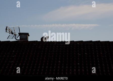 Cat on a roof: a domestic cat on the ridge tiles of a French house Stock Photo