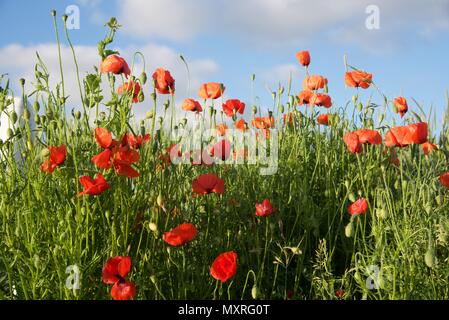 Common Poppies (Papaver rhoeas): depending on ones viewpoint, an agricultural weed, or a symbol of dead soldiers Stock Photo