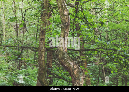 Scenes from the woodland at Hawksmoor Wood, Cheadle, Staffordshire, UK in early June 2018 Stock Photo