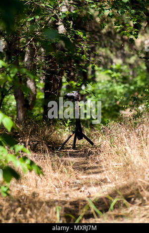 Photographer holds digital camera in his hand. Forest, beautiful sunbeams, mist give a wonderful atmosphere. Stock Photo